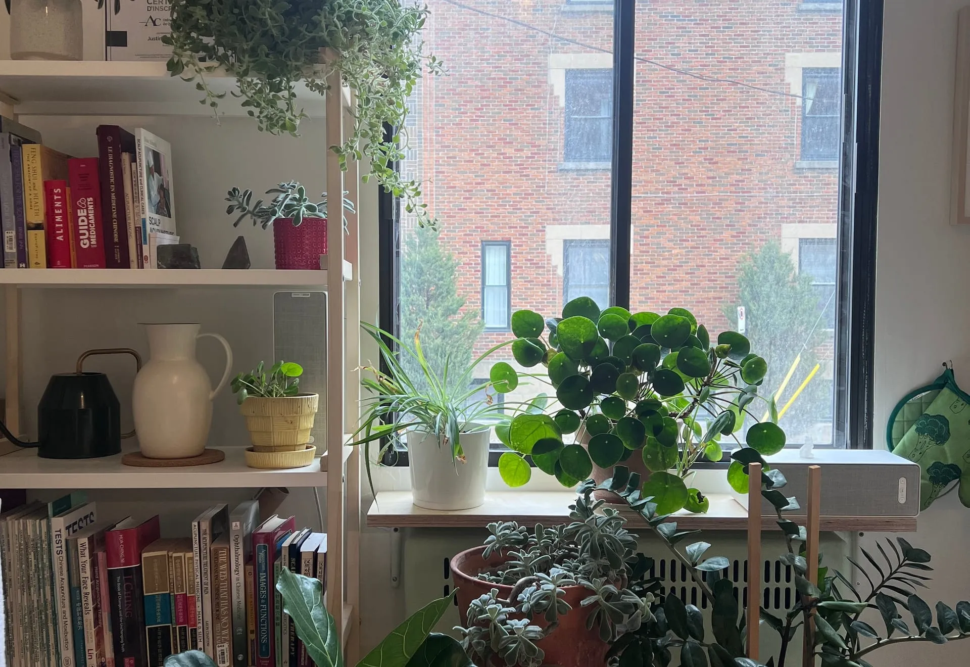 La bibliothèque de la clinique : livres, plantes vertes et une fenêtre sur la rue