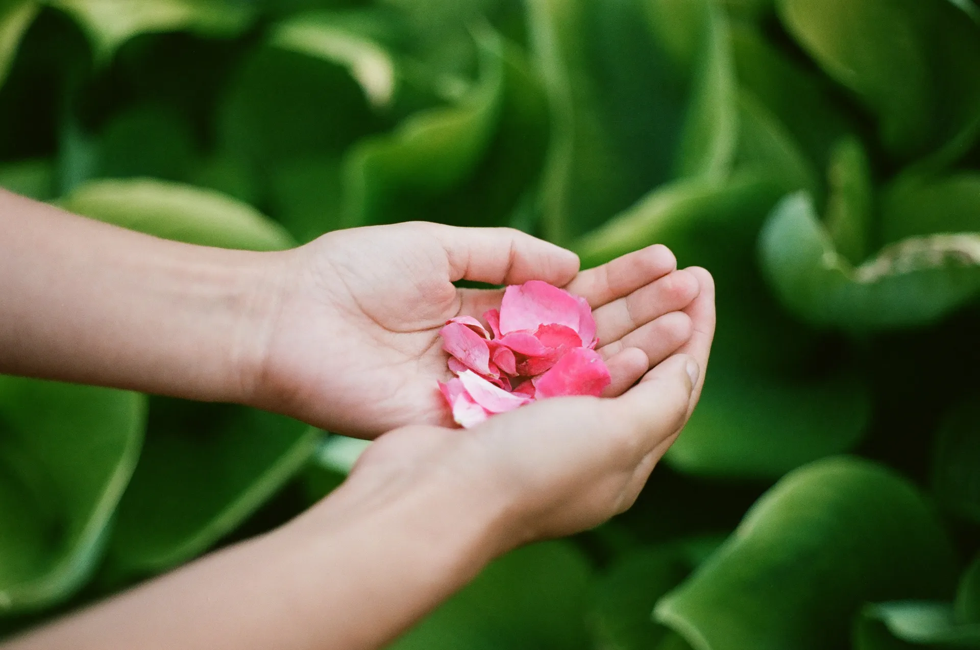 Open hands holding petals — the clinician’s hand, between touch and attention