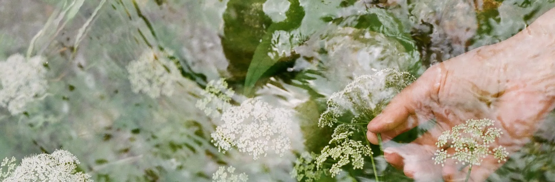 Surface d’un ruisseau et fleurs blanches, en double exposition