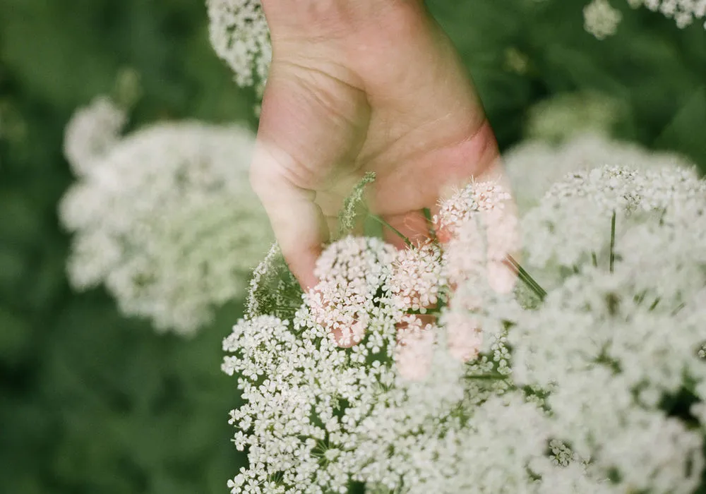 Une main effleure des fleurs blanches sauvages parmi un feuillage vert