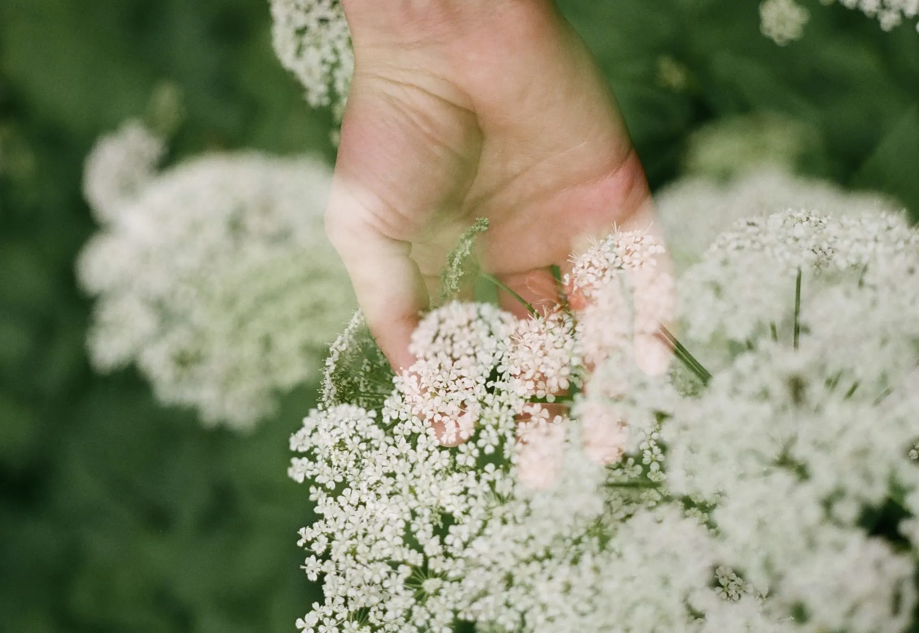 Une main ouverte dans des ombelles blanches, en double exposition