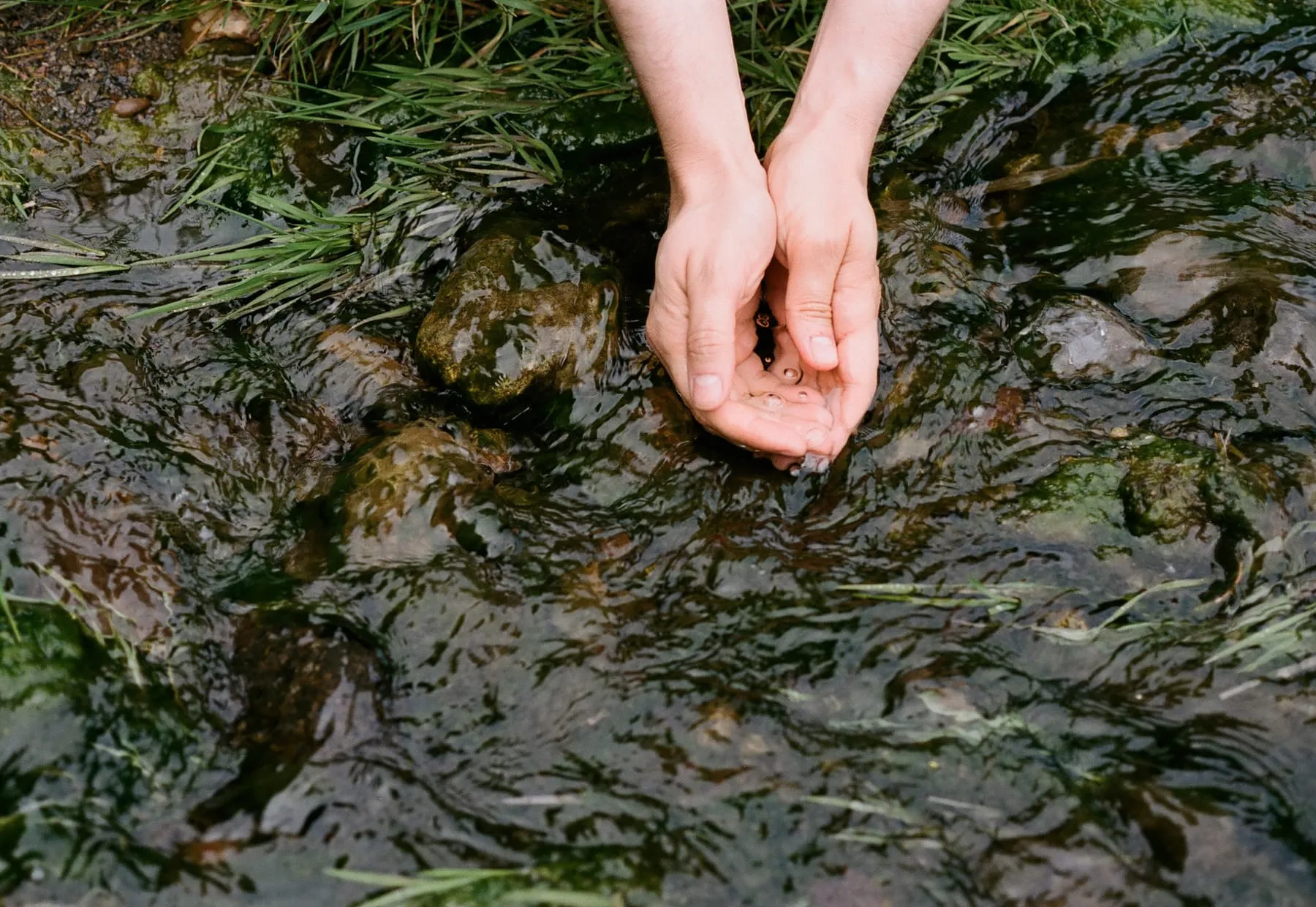 Deux mains en coupe puisent dans l’eau d’un ruisseau