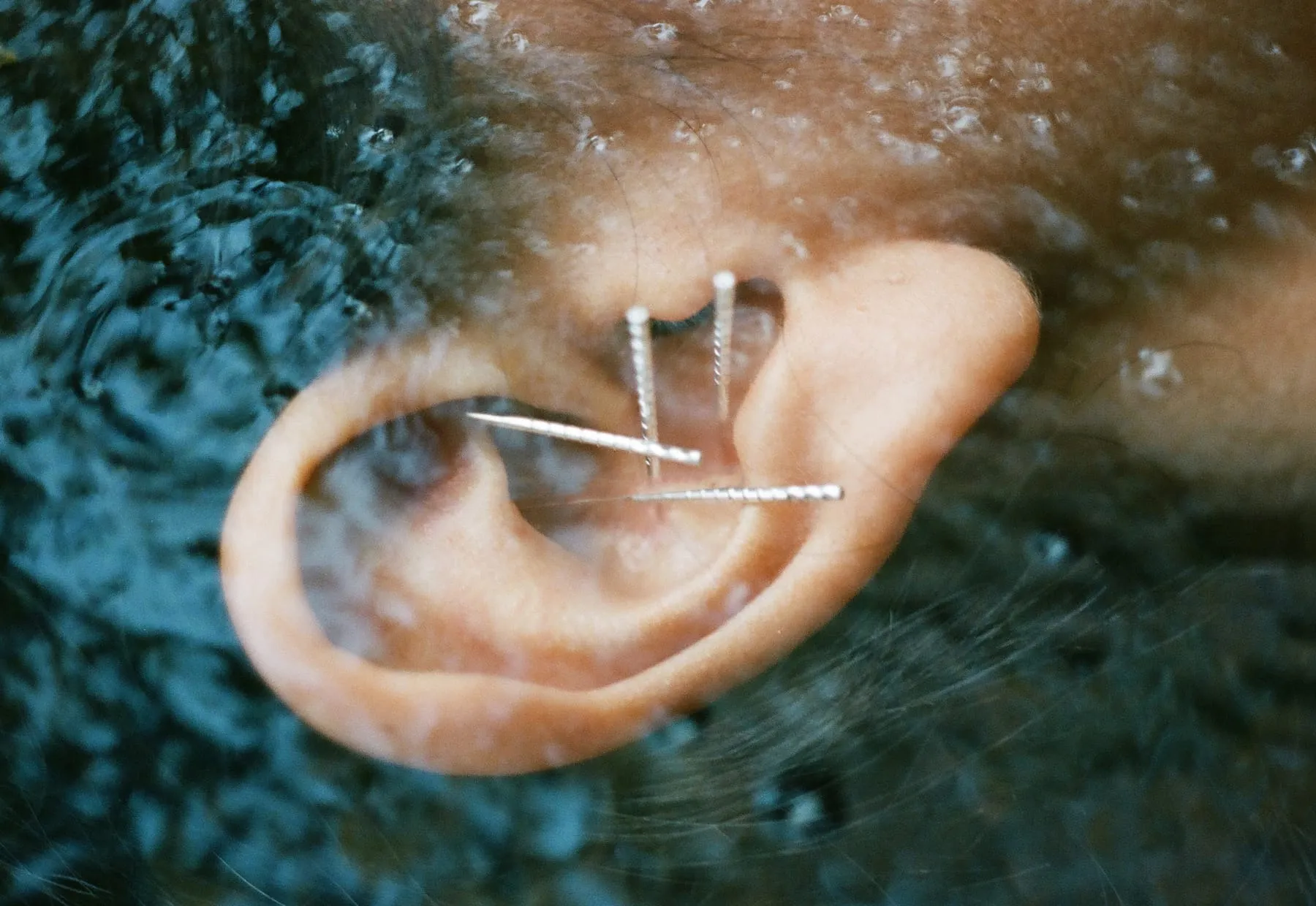 Une oreille aiguillée, l’eau sombre d’un ruisseau en surimpression