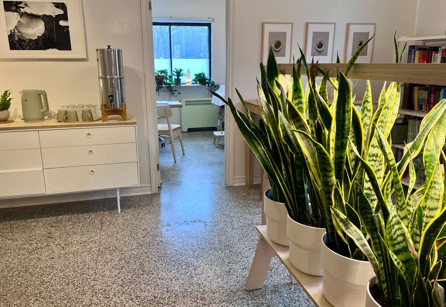 Salle de la clinique au Plateau-Mont-Royal : plantes vertes et lumière naturelle